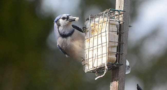Bird feeder