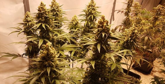 Navigating the cannabis cultivation question when buying real estate Navigating the cannabis cultivation question when buying real estate