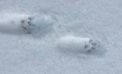 You never really know what’s following you until it snows You never really know what’s following you until it snows
