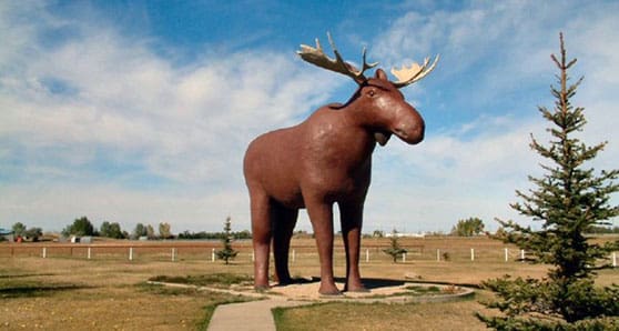 Moose Jaw moose No gun fire in the Moose Wars. Yet