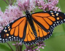 Surefire ways to find out if you’re a naturalist Surefire ways to find out if you’re a naturalist