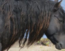 wild horses sable island The amazing wild horses of Sable Island
