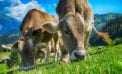 cattle farming cows agriculture Brexit could boost Canada’s ag industry by billions