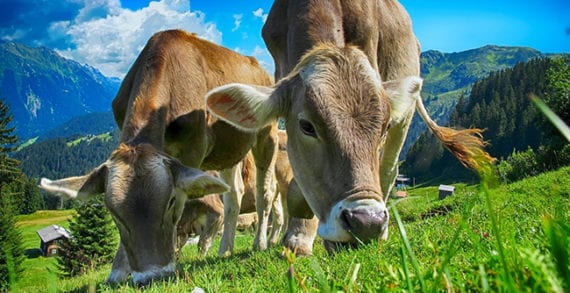 cattle farming cows agriculture Consumer trust in agriculture is waning