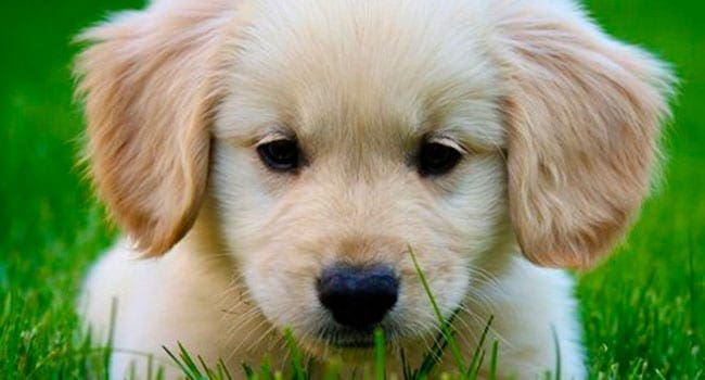 Golden retriever pup A pet brings many upsides. But inevitably there is loss too
