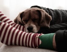 Sleeping with your dog The solution to management burnout