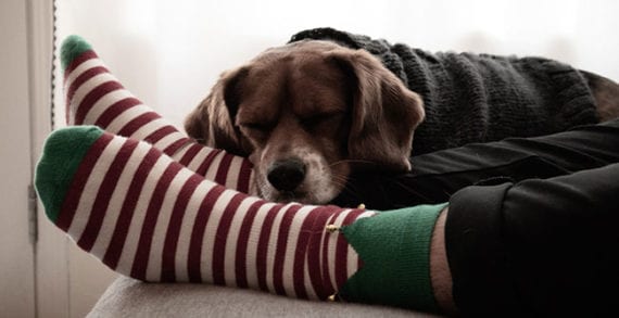 Sleeping with your dog The solution to management burnout