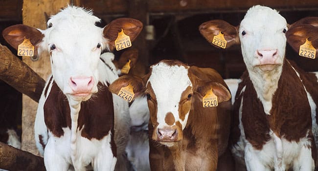 Applying barnyard lessons to the pandemic aftermath Applying barnyard lessons to the pandemic aftermath