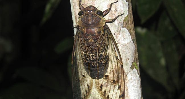 Cicada Serenaded by cicadas