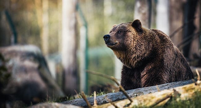 Don’t feed the bears! How parks get visitors to protect nature