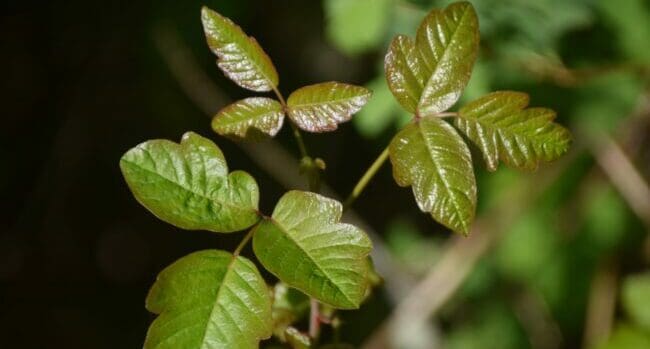 green plant on selective focus photography Being careless around poison ivy can cost you