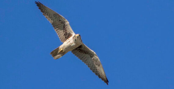 Research reveals new clues to hunting habits of elusive falcons Research reveals new clues to hunting habits of elusive falcons