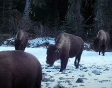 Bison Putting bison back where they belong heals land and people: researchers