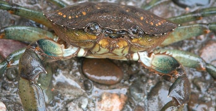 European green crab Managing invasive species better than eliminating them: research