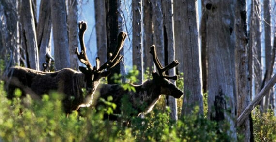 mountain caribou How changing boreal forests could affect caribou