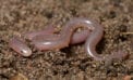 u of a folio modern blindsnakes research Snake jaw structure yields new understanding of evolutionary origins