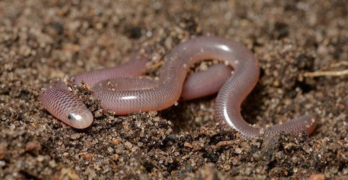 u of a folio modern blindsnakes research Snake jaw structure yields new understanding of evolutionary origins