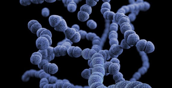 Disease Incidents of serious parasitic disease on the rise in Alberta