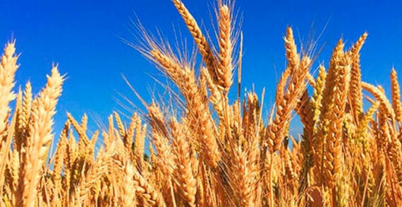 Wheat $2M boost for the development of new varieties of wheat