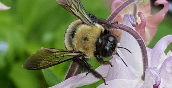 bumblebee insects nature bugs The nasty ways insects inflict damage on humans