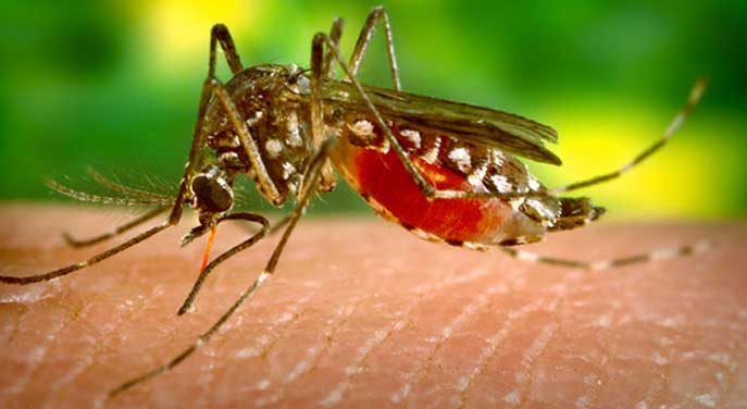 mosquito Biophysicists target mechanism that makes Zika virus so dangerous