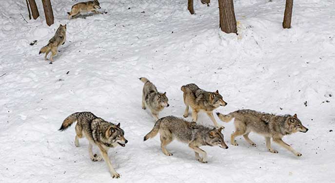 My close and unforgettable encounters with wolves