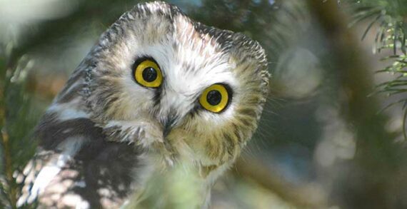 Northern saw-whet Owl nature wildlife bird Want to enjoy wildlife? Here’s how to do it safely