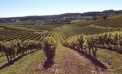 With Cognac, it’s all about terroir With Cognac, it’s all about terroir