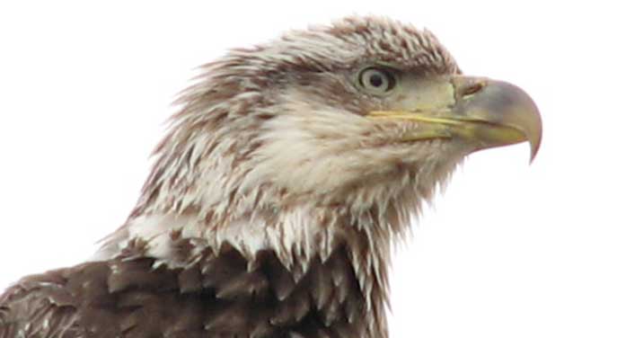 Is the majestic bald eagle making a comeback?