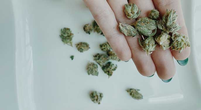 marijuana-cannabis Metabolic ‘fingerprint’ predicts impairment from medical cannabis