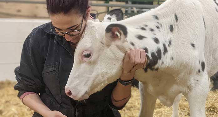 Dairy calf calves Newborn dairy calves fed probiotic healthier in crucial first weeks